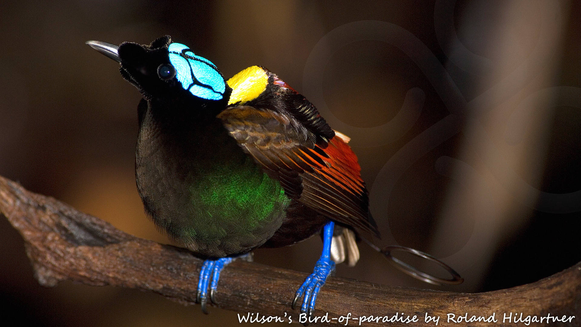 Perhaps every self-respecting world birder should at least once in a lifetime undertake the pilgrimage to the Wilson's Bird-of-paradise Diphyllodes respublica of Waigeo and Batanta in the fabled Raja Ampat or West Papuan Islands in eastern Indonesia. Copyright &copy; Roland Hilgartner