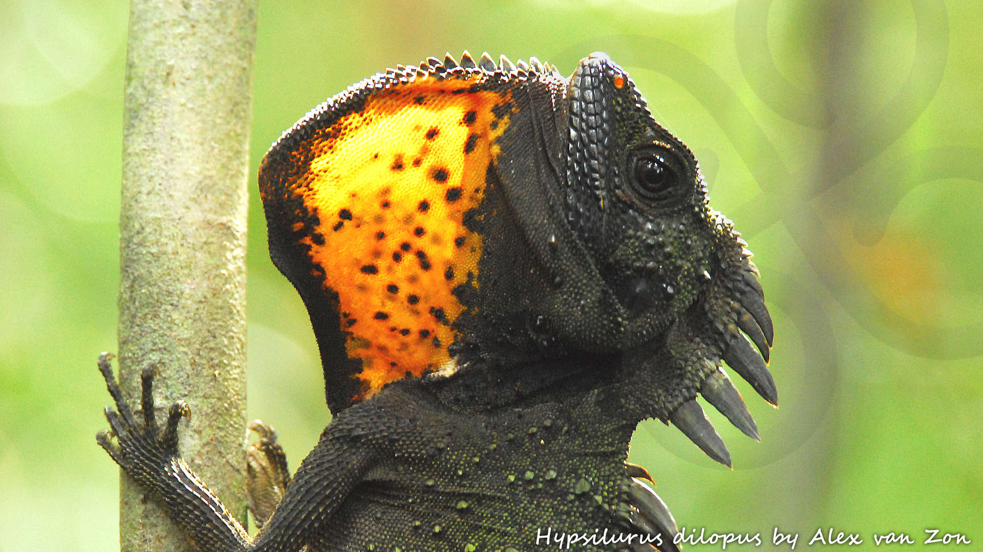 The forest dragon Hypsilurus dilopus is a relatively widespread New Guinea lowland lizard that varies geographically in its color pattern and may well represent a species complex. Copyright &copy; Alex van Zon