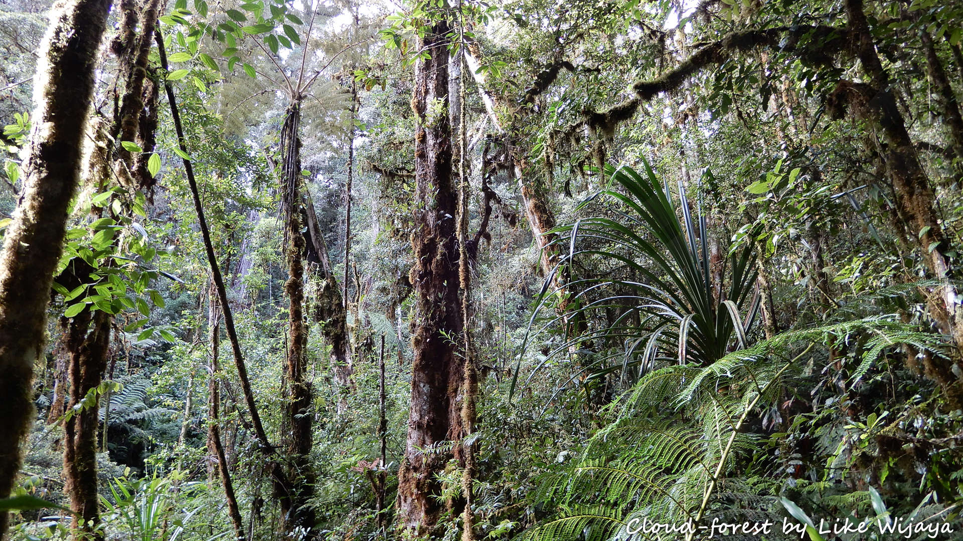 New Guinea cloud-forests, swathed in mosses and epiphytes, and envelopped in thick fog during parts of most days, are an eerie environment where occasionally past-flittering elfs would not look unbecoming at all. Copyright &copy; Like Wijaya