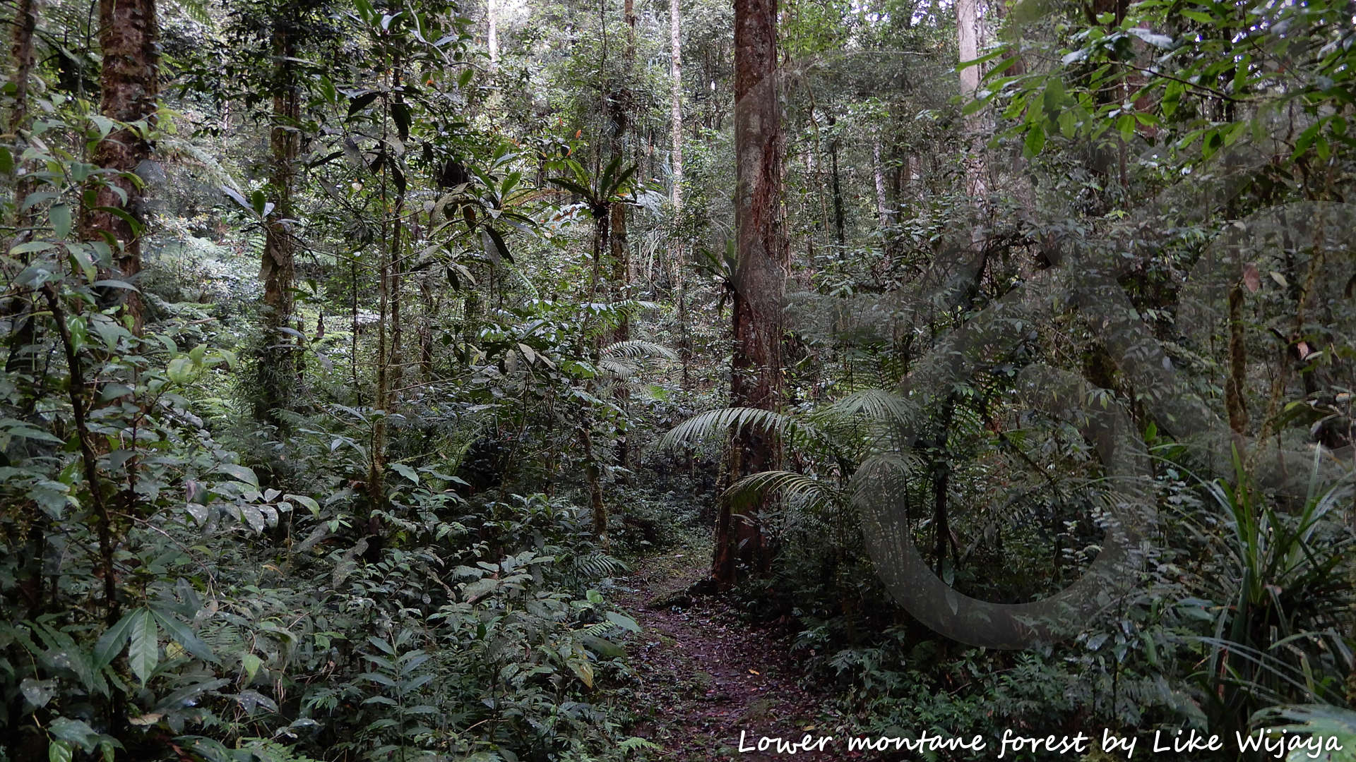 Lower montane forests in the Arfak Mountains, situated in the northeastern sector of New Guinea's Bird's Head or Vogelkop Peninsula, are home to an entire suite of so-called Vogelkop endemics. Copyright &copy; Like Wijaya