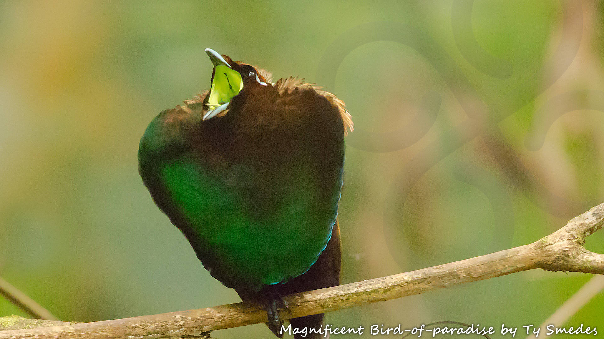 Magnificent Bird-of-paradise Diphyllodes magnificus is a widespread New Guinea foothill, hill and lower montane forest species that always is a thrill to see. Copyright &copy; Ty Smedes