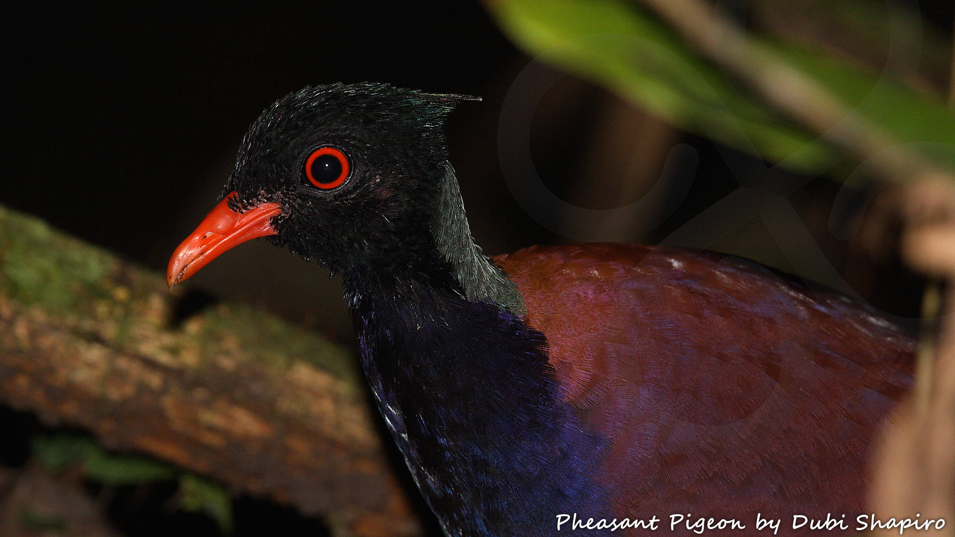 New Guinea forest bird communities differ markedly from elsewhere in featuring an unusually high proportion of ground-dwellers like this strange Pheasant Pigeon Otidiphaps nobilis which belongs in its own genus and is among 290 bird species in West Papua that are endemic to the New Guinea or Papuan avifaunal region. Copyright &copy; Dubi Shapiro