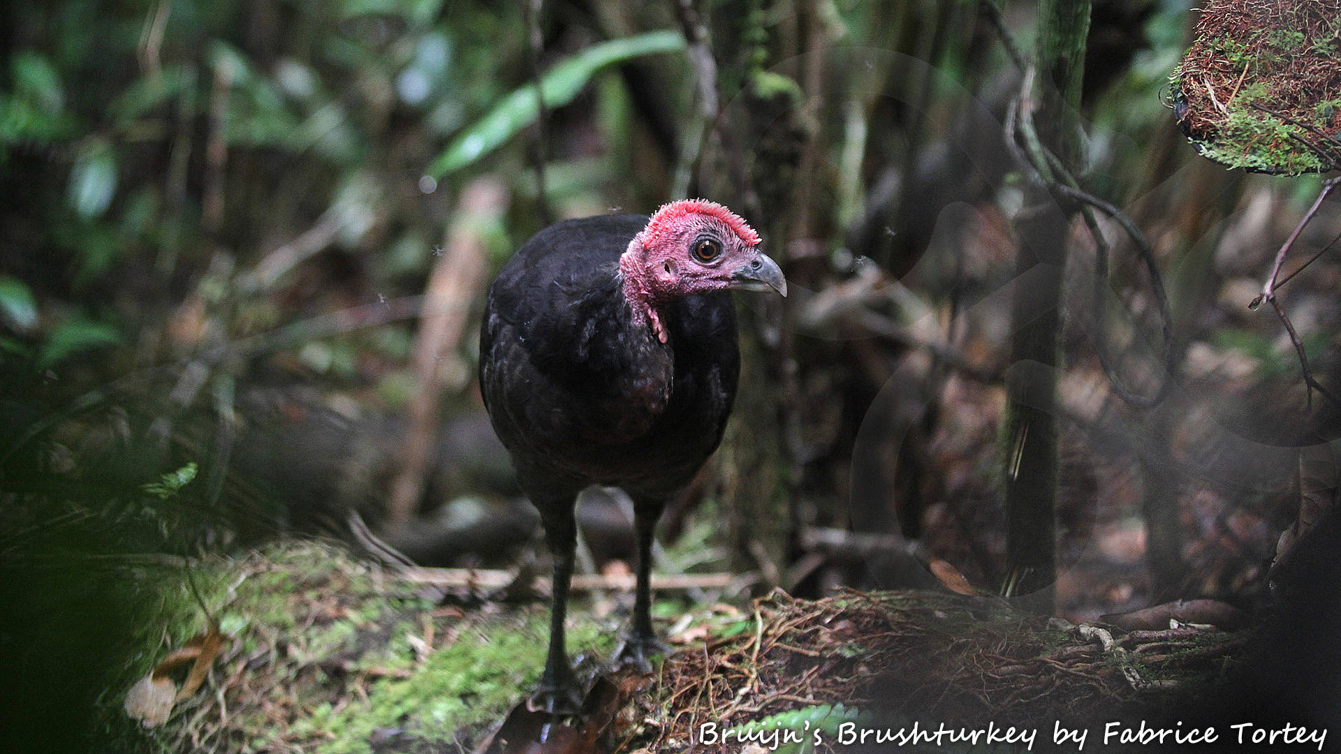 Bruijn's Brushturkey Aepypodius bruijnii is among 67 bird species that occur only in West Papua and nowhere else on Earth. It appears to be entirely confined to the largest Raja Ampat island of Waigeo. Copyright &copy; Fabrice Tortey