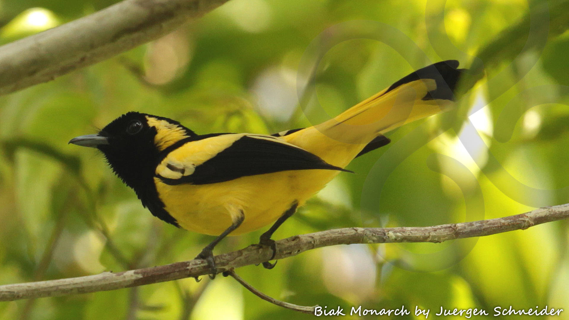 The beautiful Biak Monarch Symposiachrus brehmii only occurs on the twin islands of Biak and Supiori in West Papua's fabled Geelvink or Cendrawasih Bay. Copyright &copy; Juergen Schneider