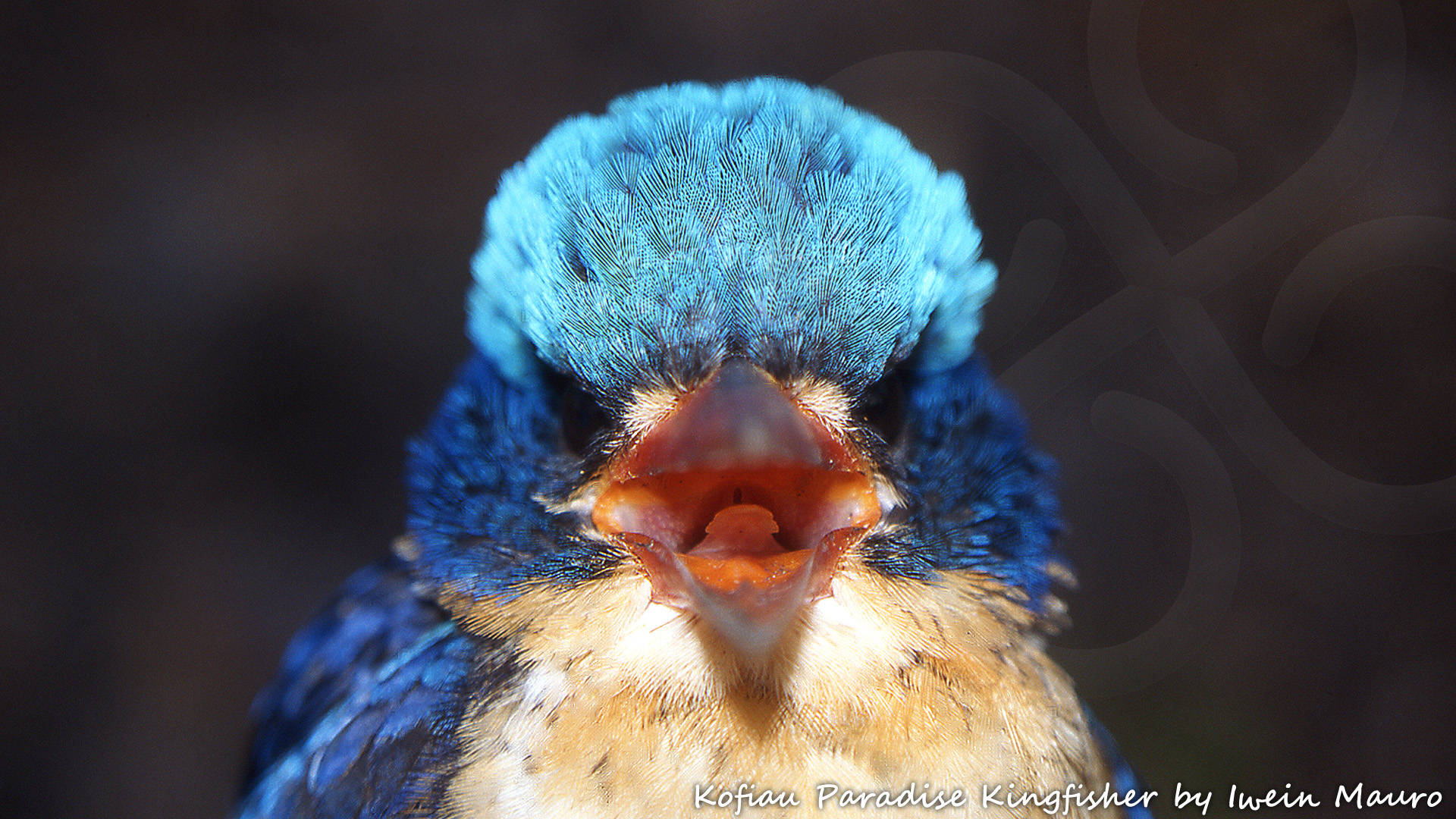 Kofiau Paradise Kingfisher Tanysiptera ellioti remains common and readily seen on Kofiau Island, although its preferred closed forest habitat increasingly is under pressure. Copyright &copy; Iwein Mauro