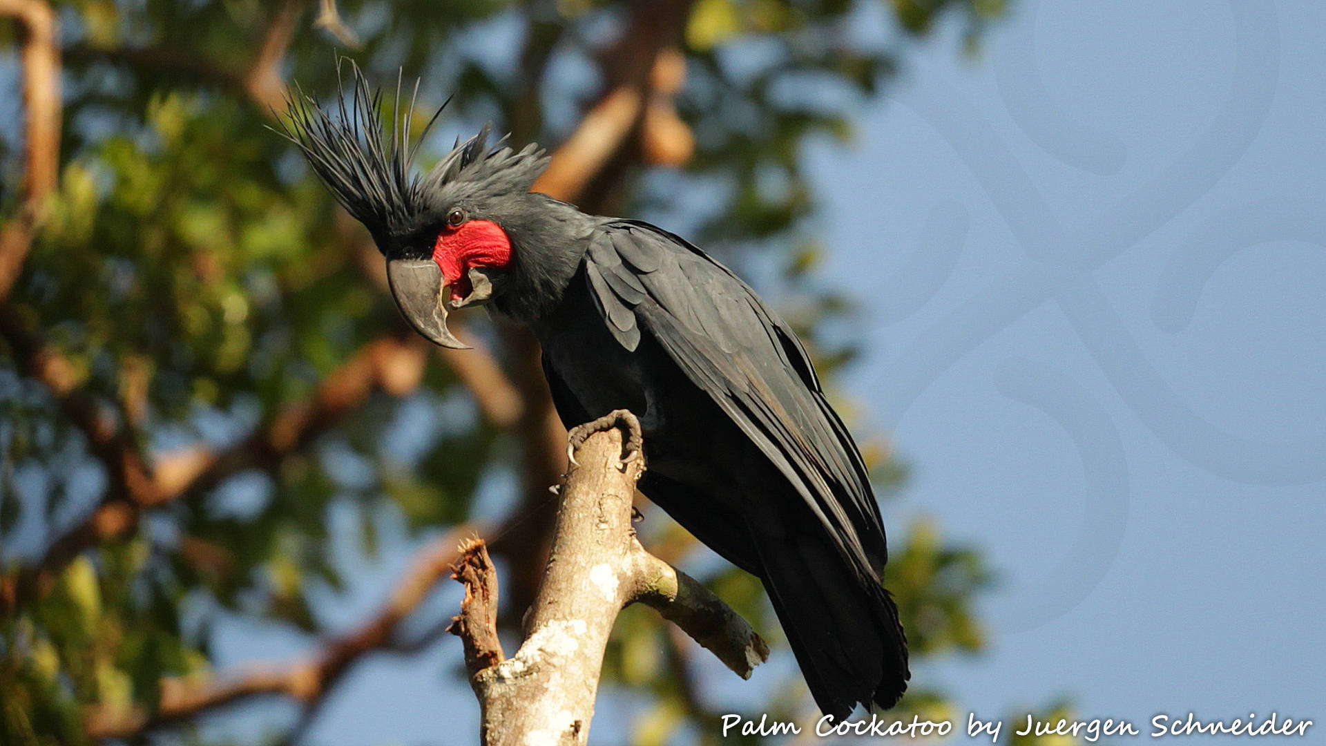 Even without erecting its wacko crest, the lowland-dwelling Palm Cockatoo Probosciger aterrimus stands out as New Guinea's biggest parrot and a veritable feast for the eyes. Copyright &copy; Juergen Schneider