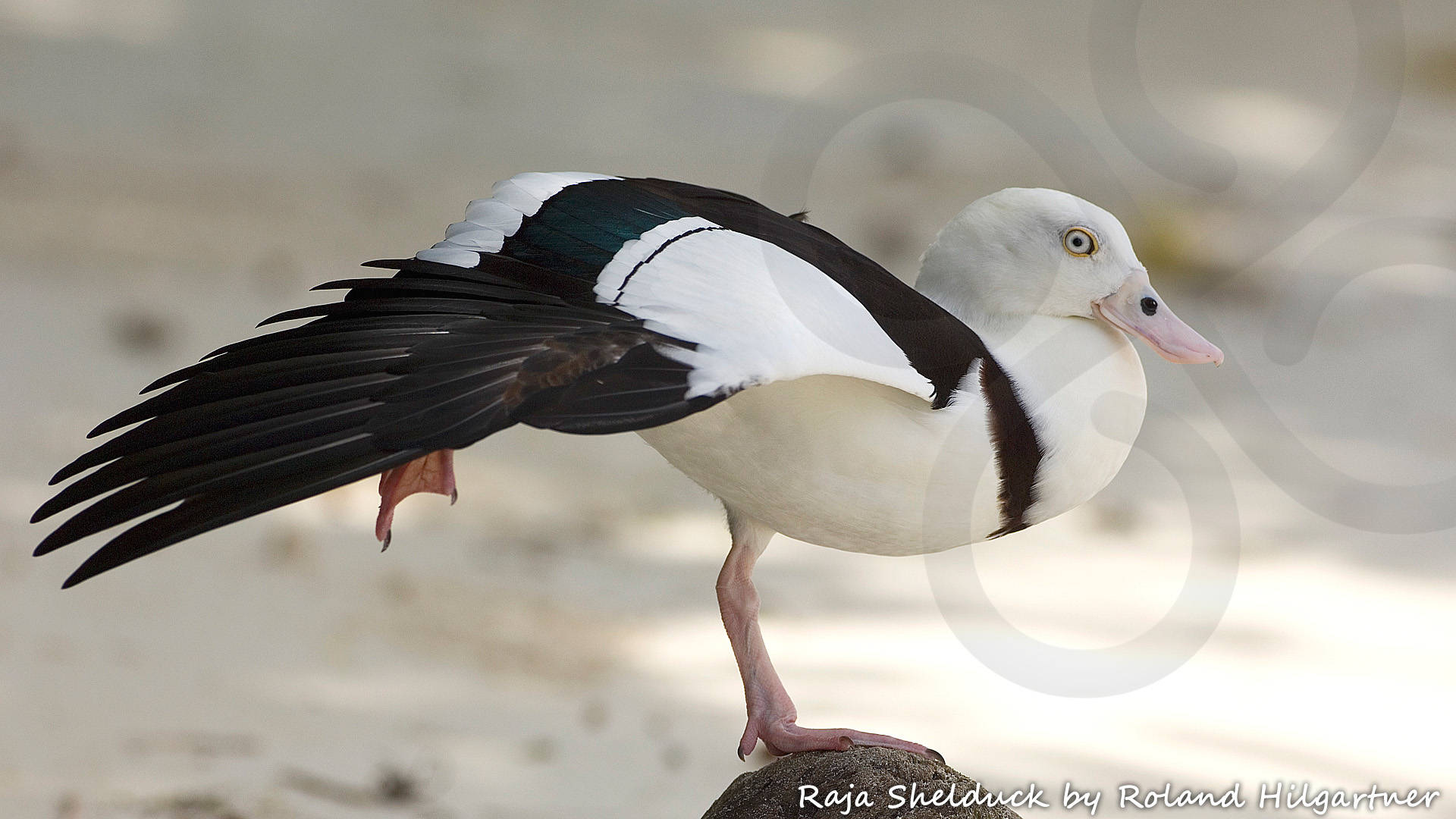 The Trans-Fly zone is a globally significant staging and wintering ground for waterfowl from Australia alongside locally resident species such as the Radjah Shelduck Radjah radjah. Copyright &copy; Roland Hilgartner