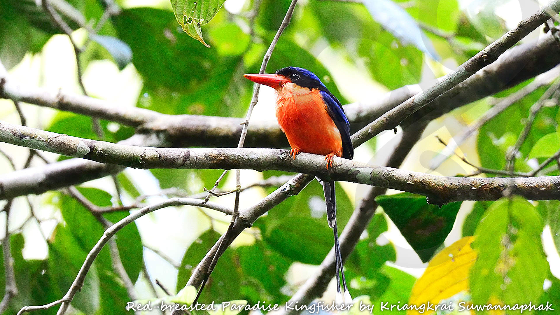 The restricted-range Red-breasted Paradise Kingfisher Tanysiptera nympha is mysteriously absent from many seemingly suitable forested localities within the Bird's Head or Vogelkop lowlands, and could be the highlight of a birding excursion around Sorong. Copyright &copy; Kriangkrai Suwannaphak