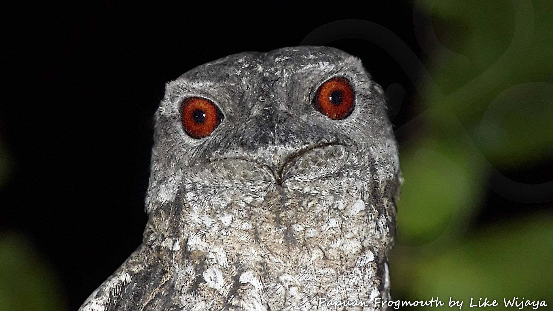 The impressive Papuan Frogmouth Podargus papuensis occurs throughout the lowlands of the New Guinea or Papuan avifaunal region and potentially can be seen on all of our five birding walks. Copyright &copy; Like Wijaya