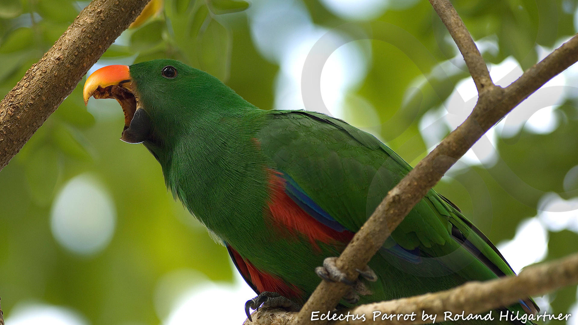 Papuan Eclectus Eclectus polychloros is widely distributed throughout the lowland forests of the New Guinea region. Copyright &copy; Roland Hilgartner