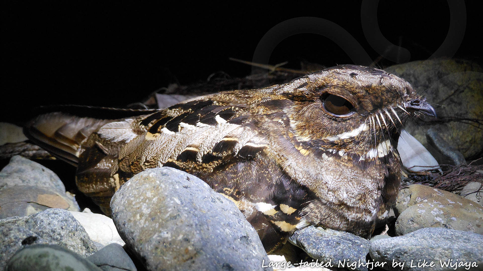 Large-tailed Nightjar Caprimulgus macrurus is one of 242 widespread residents in West Papua that can be seen around Lake Sentani. Copyright &copy; Like Wijaya