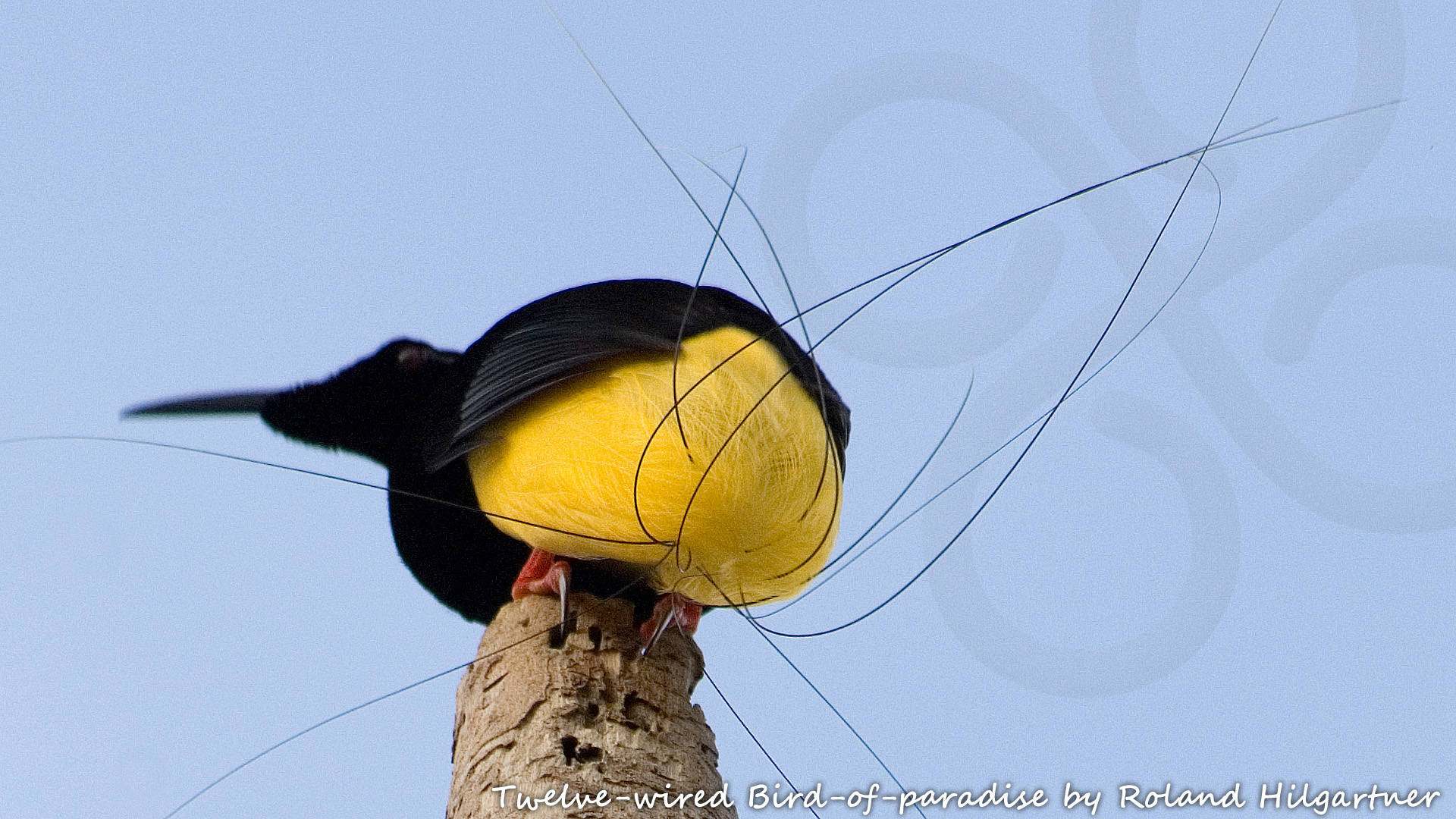 The adult male Twelve-wired Bird-of-paradise Seleucidis melanoleucus could be one of the highlights on our birding walk in the Sorong lowlands. Copyright &copy; Roland Hilgartner