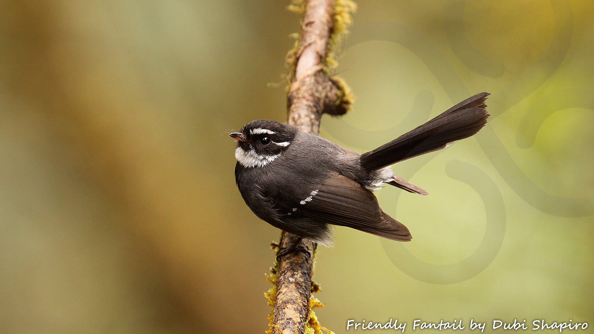 Friendly Fantail Rhipidura albolimbata occurs throughout the mountains of New Guinea. Copyright &copy; Dubi Shapiro
