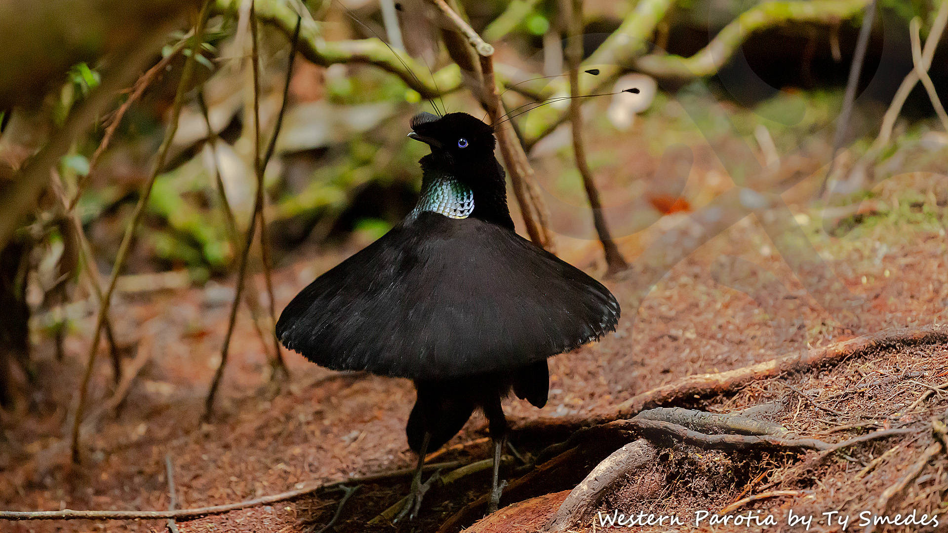 The ballerina-display of the adult male Western Parotia Parotia sefilata on its meticulously cleared ground court has to be witnessed to be believed. This amazing bird-of-paradise is but one of 66 bird species endemic to West Papua, where it occurs at mid-elevations in the Arfak, Tamrau and Wandammen Mountains. Copyright &copy; Ty Smedes