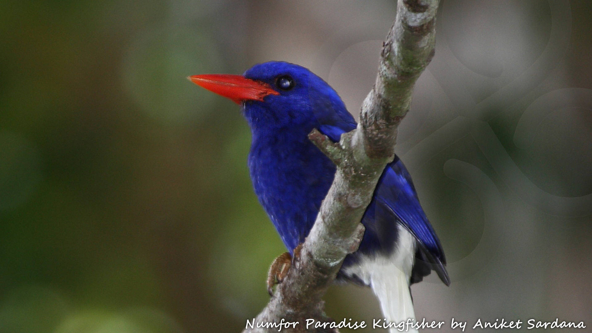 Numfor Paradise Kingfisher Tanysiptera carolinae occurs only on Numfor Island in Indonesian New Guinea's fabled Geelvink or Cendrawasih Bay and hence is a West Papua endemic. Copyright &copy; Aniket Sardana