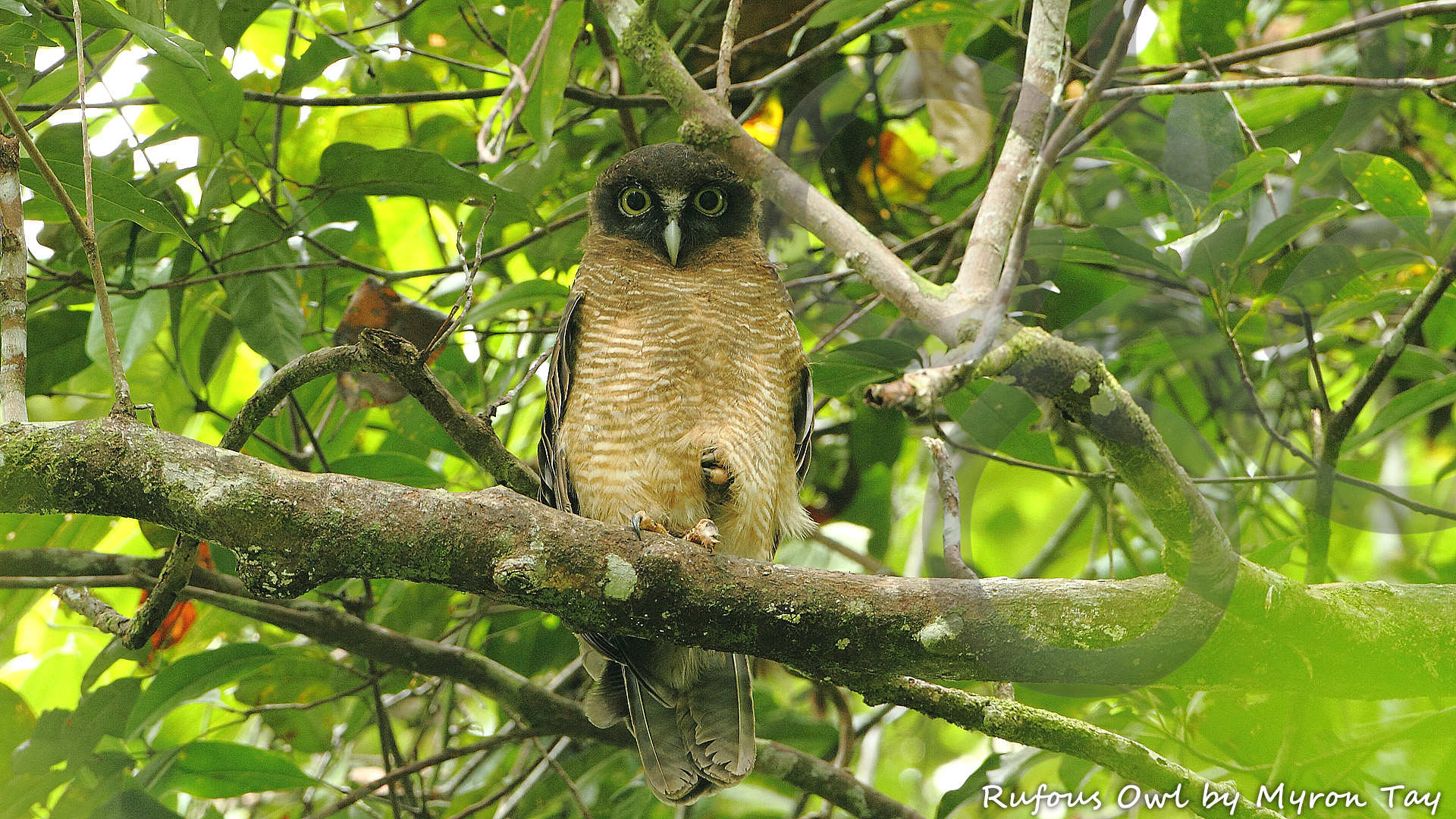 New Guinea's biggest yet most difficult owl to find, the Rufous Owl Ninox rufa, could be one of the highlights around our secluded Muaib jungle camp near Sentani. Copyright &copy; Myron Tay
