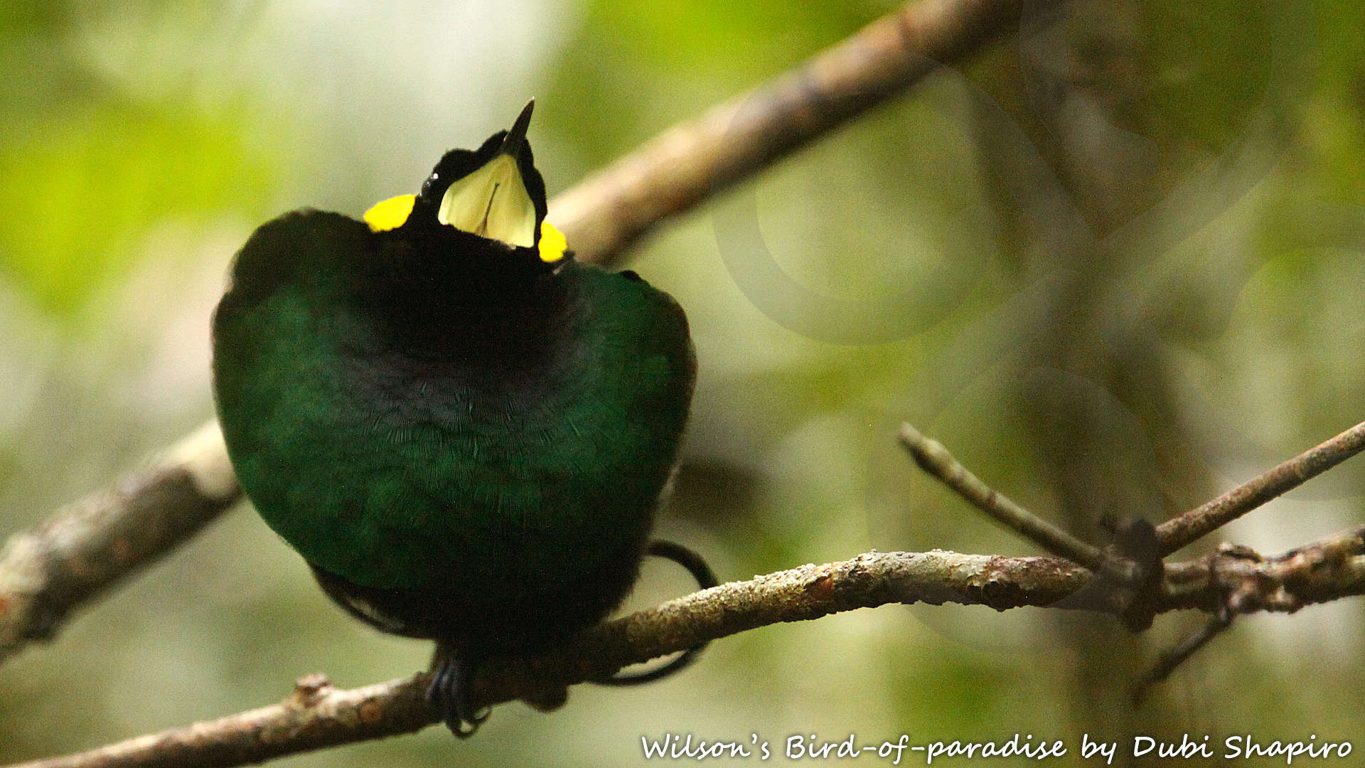 Perhaps every self-respecting world birder should once in a lifetime undertake the pilgrimage to the Wilson's Bird-of-paradise Diphyllodes respublica on the Raja Ampat Islands of Waigeo and Batanta in eastern Indonesia. Copyright &copy; Dubi Shapiro