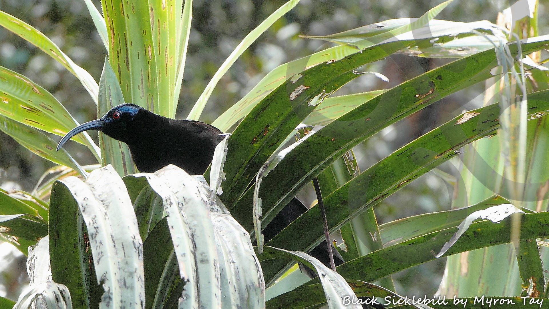 An adult male Black Sicklebill Epimachus fastuosus feasts on the fruit of a Pandanus-palm high-up in the cloud-forest of the Arfak Mountains. Copyright &copy; Myron Tay