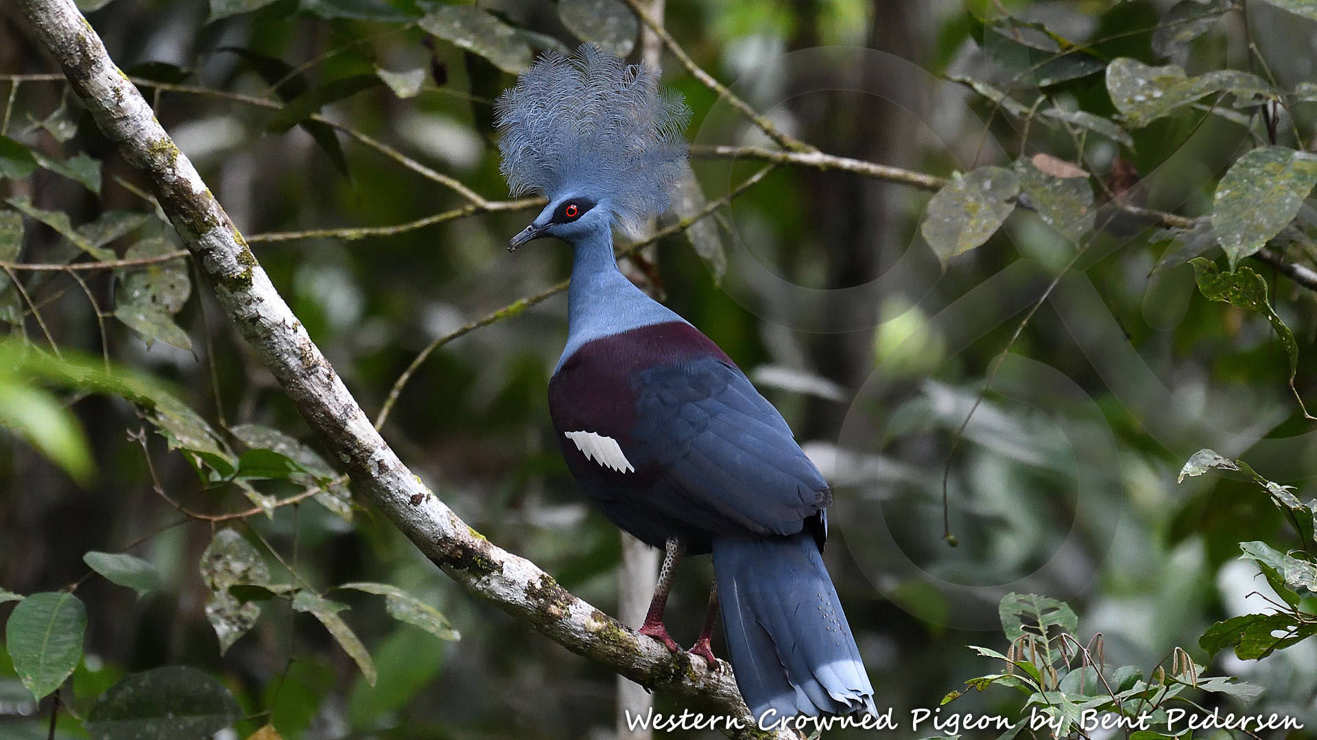 The delightful Western Crowned Pigeon Goura cristata is among 67 bird species that are endemic to West Papua and, except for an introduced population on the Moluccan island of Seram, occurs nowhere else on Earth. Copyright &copy; Bent Pedersen