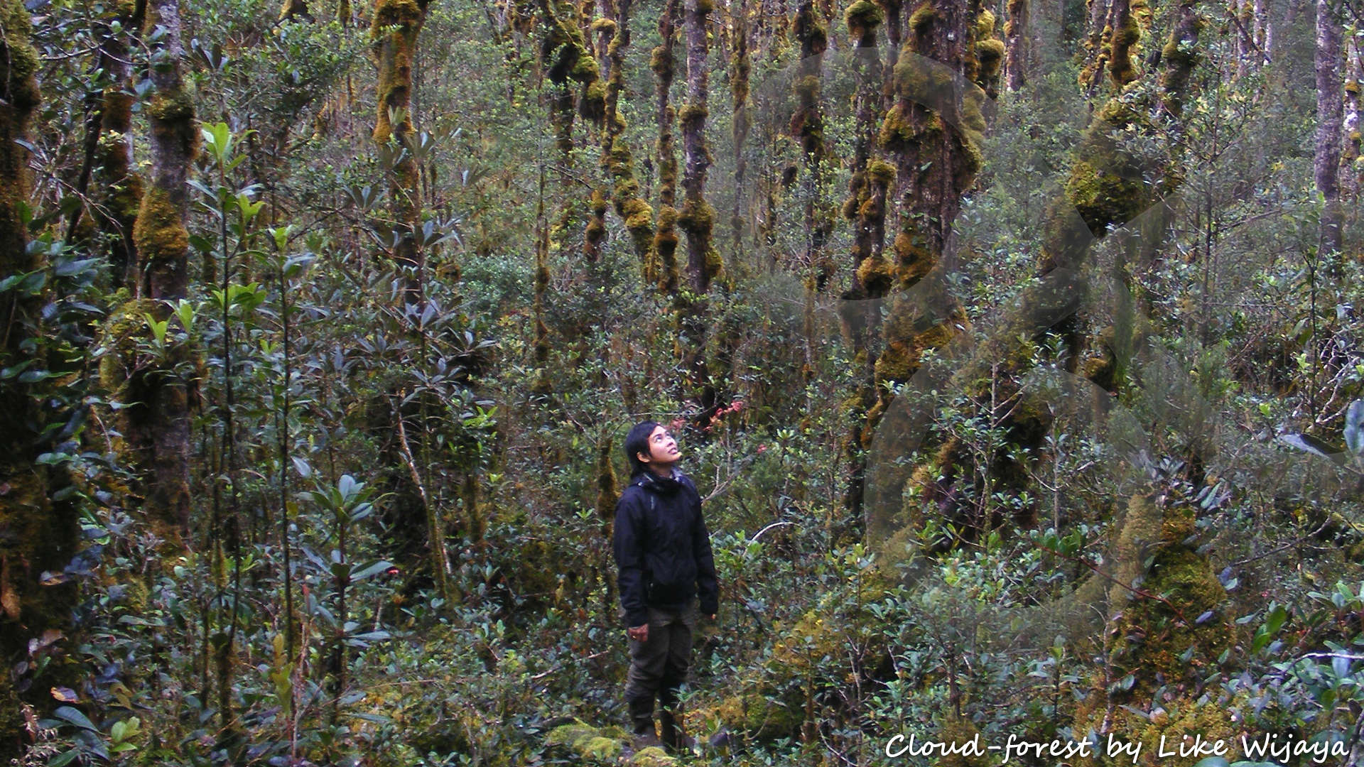New Guinea cloud-forests, swathed in mosses and epiphytes, and envelopped in thick fog during parts of most days, are an eerie environment where occasionally past-flittering elfs would not look unbecoming at all. Copyright &copy; Like Wijaya