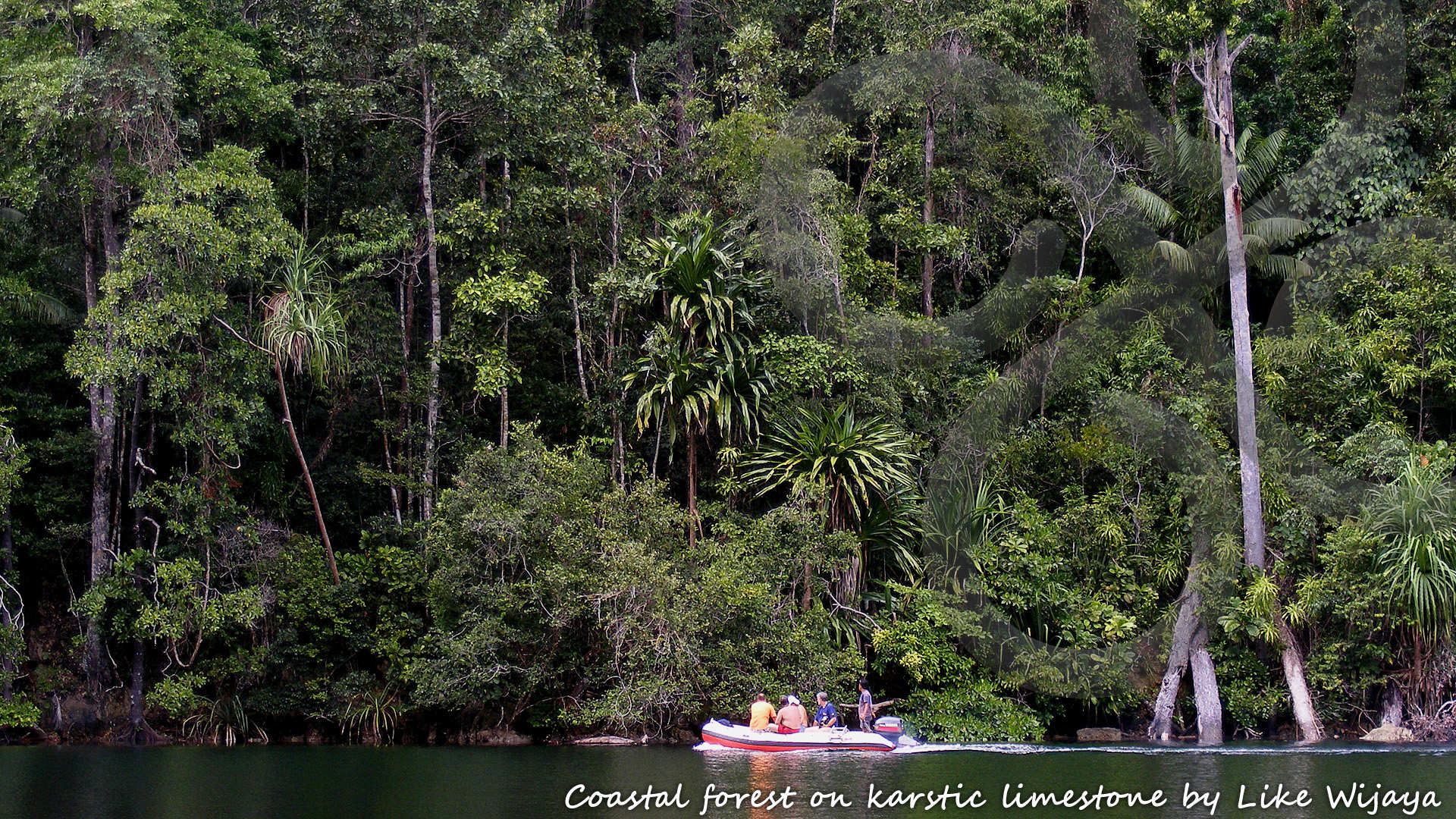 Cruising the Raja Ampat islands of Waigeo and Misool provides an interesting window of observation into otherwise impenetrable lowland forests on karstic limestone. Copyright &copy; Like Wijaya
