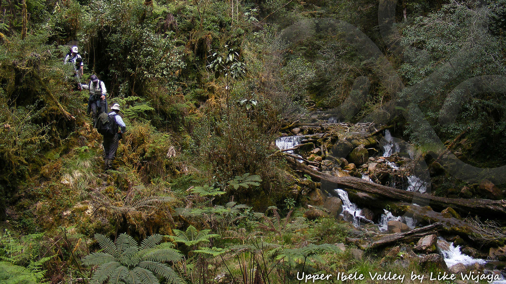 The possibilities for hiking and trekking are quite simply endless in West Papua, but at Papua Expeditions we judge the success of a trip by what we get to see and learn along the way rather than by the number of kilometers covered. Copyright &copy; Like Wijaya
