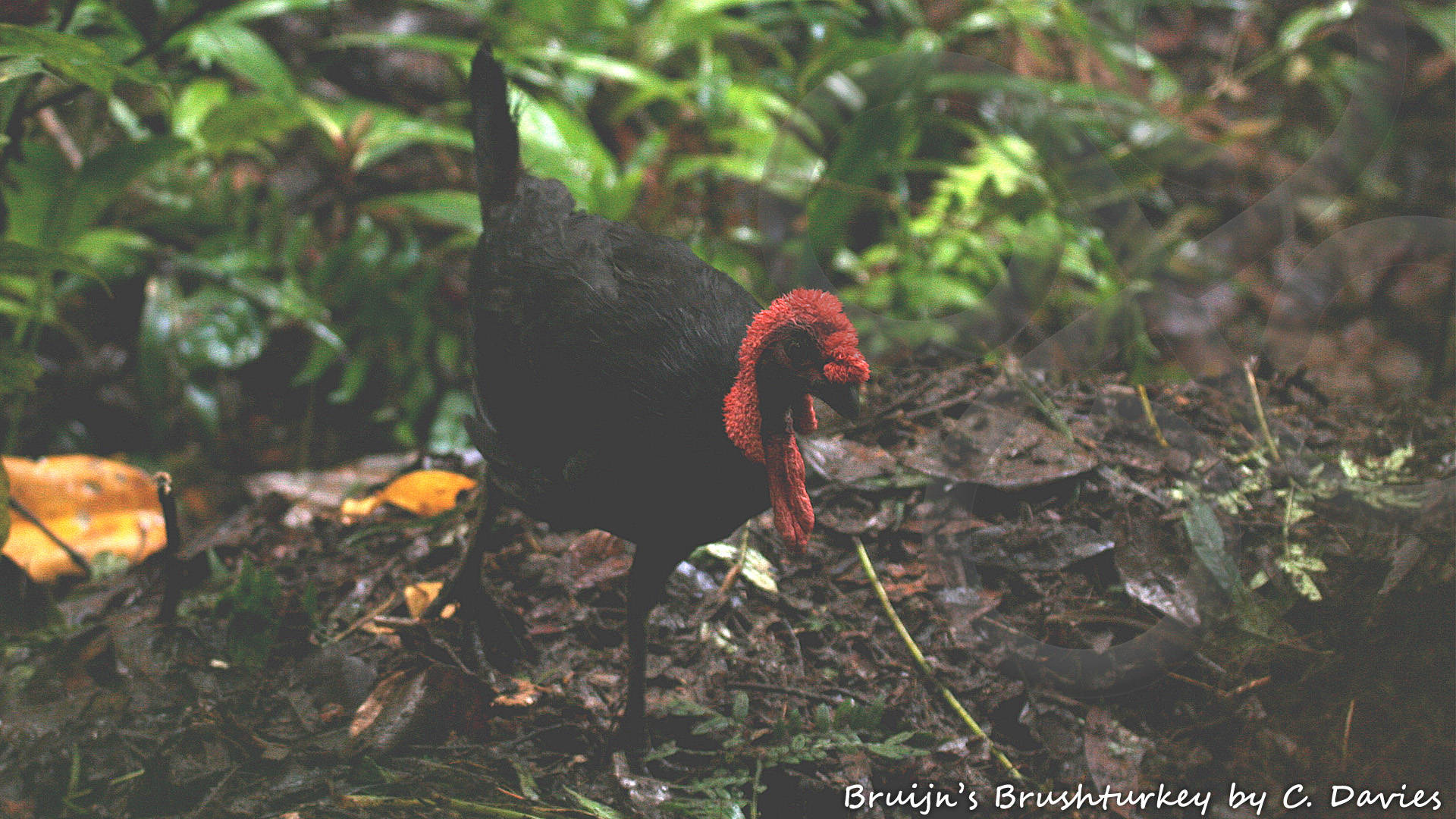 Adult mound-tending male Bruijn's Brushturkey Aepypodius bruijnii photographed for the first time ever in the wild, atop its nest mound in ridgetop cloud-forest on Mount Danai, Waigeo Island, Raja Ampat archipelago, eastern Indonesia. Copyright &copy; Papua Expeditions and C. Davies