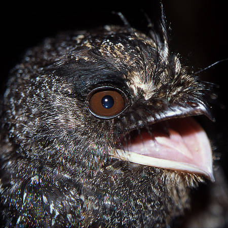 Wallace's Owlet-nightjar Aegotheles wallacii is among a host of new island records for Waigeo first obtained by Iwein Mauro back in 2002. Copyright &copy; Iwein Mauro