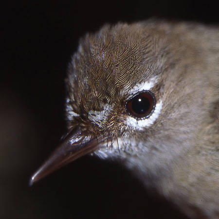 Tropical Scrubwren Sericornis beccarii is among a host of new island records for Waigeo first obtained by Iwein Mauro back in 2002. Copyright &copy; Iwein Mauro